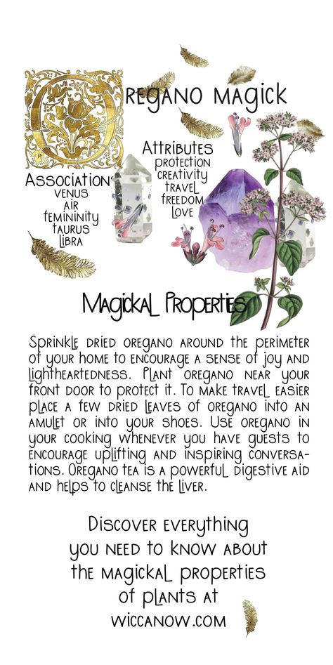 Oregano was loved as a medicinal herb by the Ancient Greeks and Romans. It was used to treat a wide variety of ailment, from snake bites to nausea. The magickal properties of oregano include happiness, protection, love and communication among many others. #oregano #oreganobenefits #greenwitch Magical Properties Of Oregano, Oregano Spiritual Uses, Oregano Magical Properties, Oregano Witchcraft, Crystals For Nausea, Communication Herbs, Protection Herbs Magick, Witchcraft Herbs, Magickal Herbs