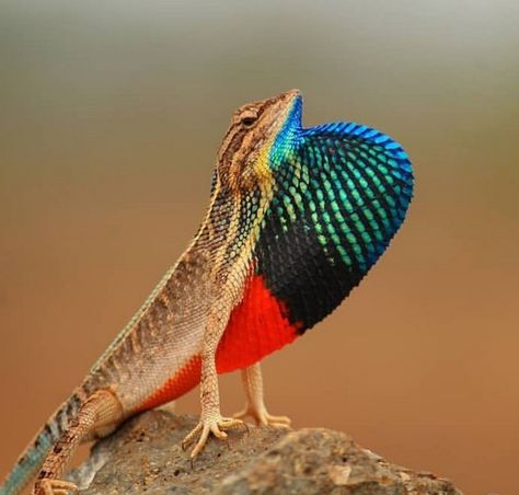 Fan throated Lizard Fan Throated Lizard, Chameleon Lizard, Cute Reptiles, Chameleons, Big Animals, Extinct Animals, Cat Photography, Colorful Animals, Photography Instagram