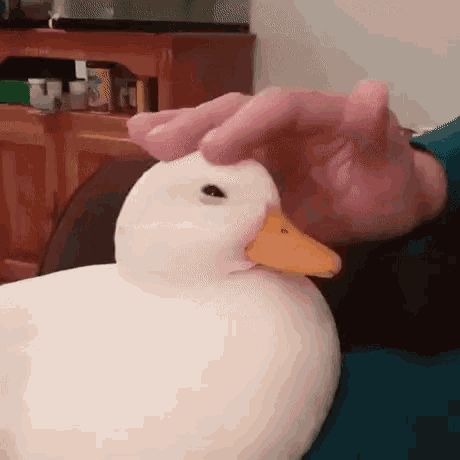 cute duck - Google Search Pat Pat, Cute Duck, Missing Link, Gif