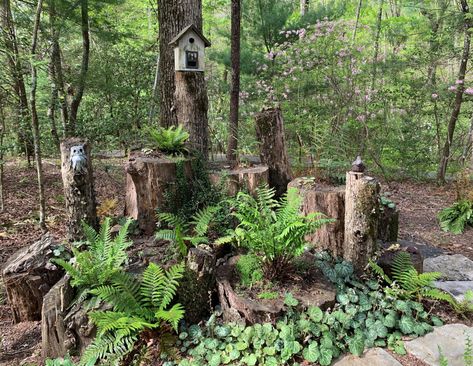 Small Natural Garden Ideas, Log Ideas, Shade Garden Design, Ferns Garden, Wooden Log, Fine Gardening, Evergreen Plants, Wildlife Gardening, Forest Garden