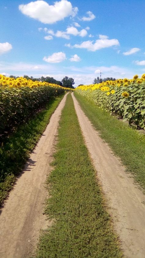 Sunflower Ukraine, Ukrainian Folklore, Ukraine Nature, Ukraine Aesthetic, Sunflowers Field, Aesthetic Lockscreens, Field Of Dreams, Ukrainian Art, Beautiful Views Video