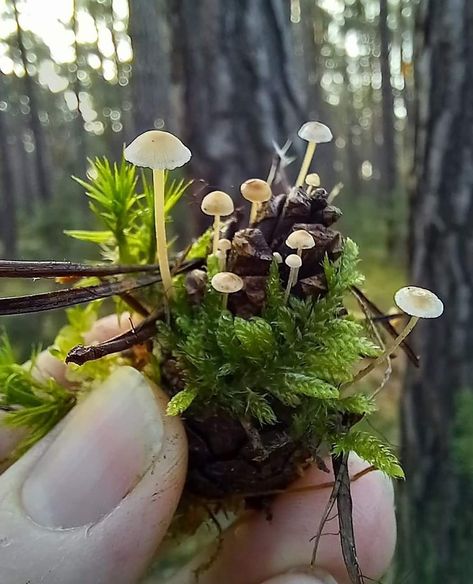 Wild Food Foraging, Lichen Moss, Mushroom Pictures, Tiny Mushroom, Natural Ecosystem, Mushroom Fungi, Wild Food, Wild Mushrooms, Pine Cone