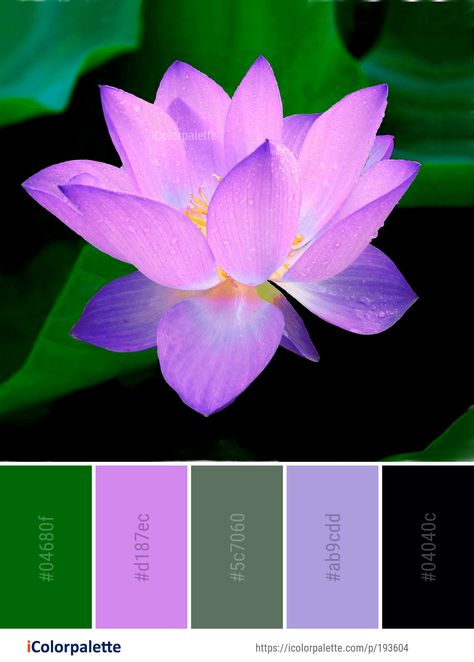 Color Palette ideas from 172 Lotus Images | iColorpalette Lotus Colour Palette, Lotus Flower Color Palette, Lotus Color Palette, Lotus Flower Colors, Lotus Image, Lotus Flower Pictures, Colours That Go Together, Color Collection, Flower Backgrounds