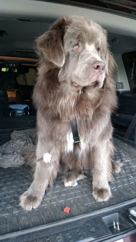 New Found Land Dog, Newfoundland Dog Puppy, Landseer Dog, Pets Aesthetic, Giant Dog Breeds, Newfoundland Dogs, Hybrid Dogs, Dream Dog, Pet Breeds