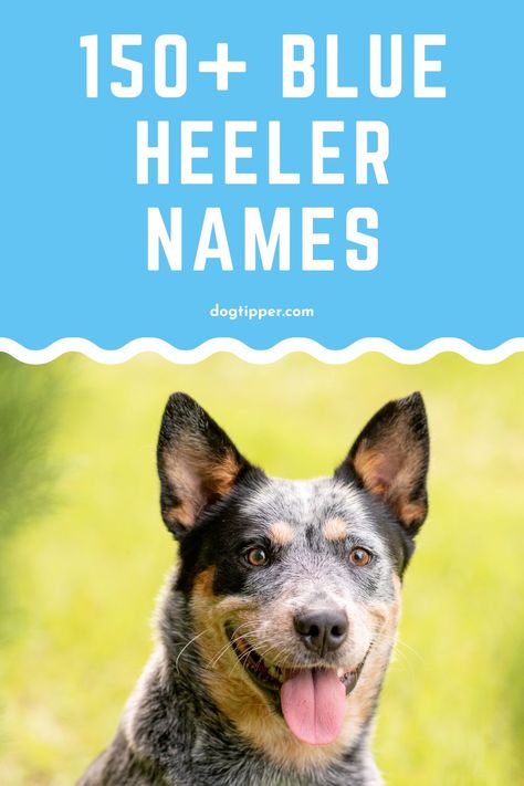 Blue Healers Dog, Blue Heeler Puppy Names, Puppy Girl Names, Puppy Names Unique, Boy Puppy Names, Australian Heeler, Girl Dog Names Unique, Texas Heeler