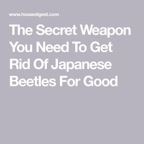 The Secret Weapon You Need To Get Rid Of Japanese Beetles For Good Killing Japanese Beetles, Asian Beetle, Organic Pest Control, Japanese Beetles, Berry Bushes, Bee Friendly, Best Soap, Invasive Species, Gardening Gloves