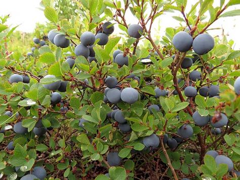 How to plant an edible hedge (The Grow Network) Blueberry Bush, Planting Fruit Trees, Prune Fruit, Food Forest Garden, Wild Food Foraging, Florida Gardening, Blueberry Bushes, Survival Gardening, Food Forest