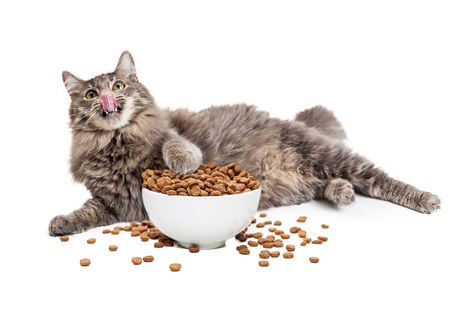 Think You Have a Fat Cat? The Ten Things You Need to Know – Clinical Nutrition Service at Cummings School Best Cat Food, Cat Nutrition, Older Cats, Healthy Cat, Kitten Care, Lazy Cat, Cat Drinking, Animal Nutrition, Food Out