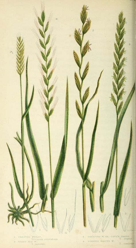 The British grasses and sedges. - Biodiversity Heritage Library Natural Prints, Grass Illustration, Plant Prints, Natural Things, Antique Botanical Print, Outdoors Tattoo, Miniature Plants, Lithograph Print, Botanical Drawings