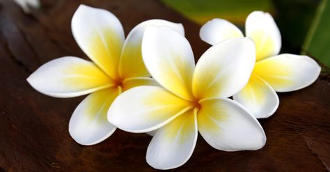 Flor de Sacuanjoche, Flor típica Nacional de Nicaragua. Fiori Frangipani, Low Progesterone, Healing Naturally, Progesterone Cream, Low Stomach Acid, Adrenal Health, Natural Fertility, Bath Recipes, Herbal Bath