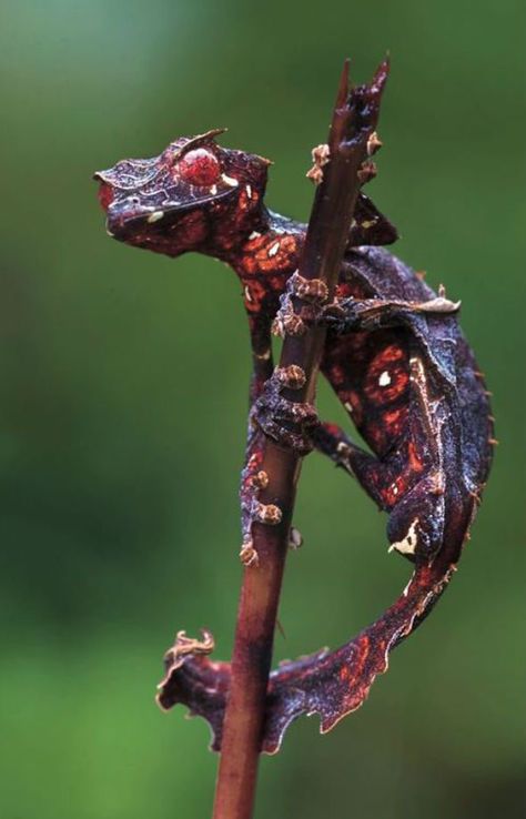 Dragontail Butterfly, Leaf Tailed Gecko, Satanic Leaf Tailed Gecko, Flying Lizard, Water Video, Horned Lizard, Crested Gecko, Chameleons, Vivarium