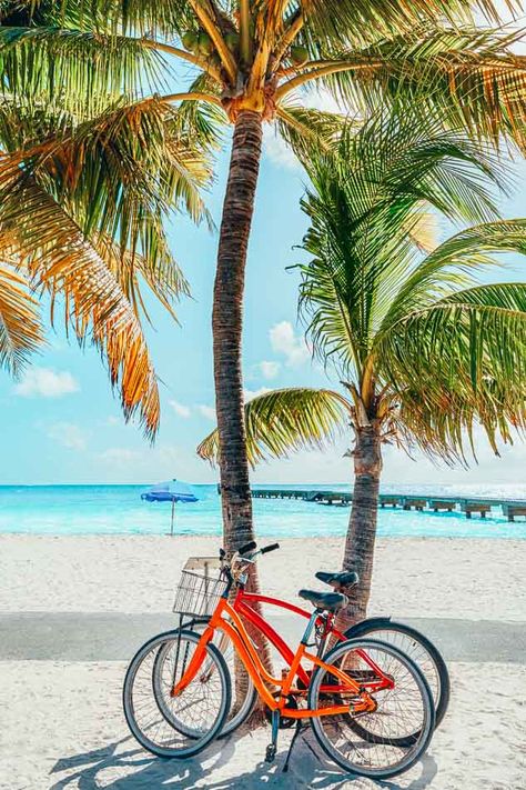 33 Quirky Things To Do In Key West, Florida (& Massive Travel Guide) Best Summer Vacations, Dolphin Watching, Key West Beaches, Florida Travel Guide, Honeymoon Resorts, Fun Beach, Visit Florida, Key West Florida, Usa Travel Destinations