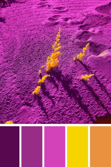 A striking desert scene with yellow plants growing out of purple sand, offering a surreal, contrasting purple and yellow color palette. Purple Yellow Palette, Purple And Yellow Color Palette, Color Scheme Generator, Yellow Plants, Purple Color Palettes, Color Palette Yellow, Color Palette Generator, Color Harmony, Yellow Color