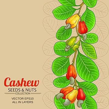 agriculture,red,branch,vertical,vegetarian,line,element,ripe,design,vegan,protein,snack,nut,health,object,on,art,drawn,nature,vector,cashew,seed,nutrition,cartoon,nutshell,tasty,plant,leaf,illustration,green,fruit,background,ingredient,diet,color,drawing,natural,eat,food,pattern,isolated,raw,tree,graphic,organic,healthy,set,fresh Cashew Illustration, Seed Nutrition, Vegan Protein Snacks, Cashew Tree, Drawing Natural, Fruit Background, Food Pattern, Protein Snack, Leaf Illustration