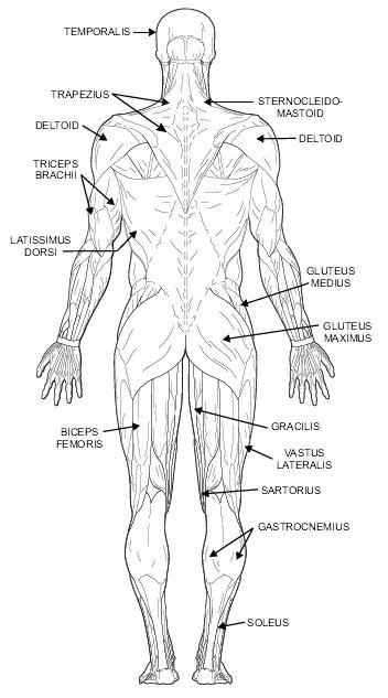 Muscle diagram Physical Therapy Assistant Student, Muscle Diagram, Smooth Muscle, Latin Names, Mr Muscle, Physical Therapy Assistant, Muscle Anatomy, Pineal Gland, Muscle Tone