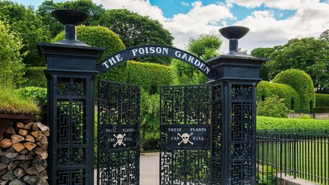 Established in 2005, the Poison Garden at the Alnwick Garden in Northumberland, England, is home to many toxic plants (Image credit: Design Pics Inc/Alamy) Rain Garden Plants, Birthday Road Trip, Poison Garden, Alnwick Castle, Plants Uk, The Poison, Outdoor Theater, Poisonous Plants, Plant Images