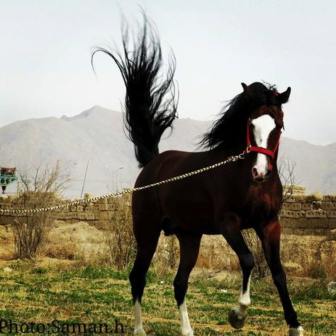 Persian Darehsuri horse Persian Horse, Arabian Horse, Horse Breeds, A Name, Iran, Persian, Horses, Quick Saves