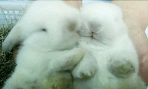 These painfully fuzzy bunnies just nuzzling one another and being in love. | The 33 Most Important Bunny GIFs On The Internet Bunnies Cuddling, Bunny In Love, Bunny Kiss, Bunnies In Love, Benny And Joon, Calin Gif, Fluffy Bunnies, Rabbit Gif, Adorable Bunnies