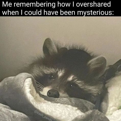 Raccoon Memes, Street Animals, Trash Pandas, Funny Feeling, Tennis Rackets, Raccoon Funny, Silly Cats Pictures, Trash Panda, Humor Memes