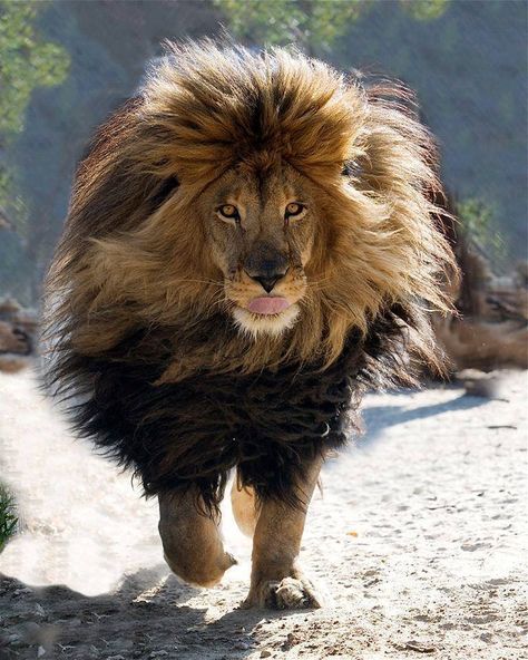 Barbary Lion Lion Walking, Photo Animaliere, Cele Mai Drăguțe Animale, Gato Grande, Nosara, Animale Rare, Cheetahs, A Lion, Funny Cute Cats