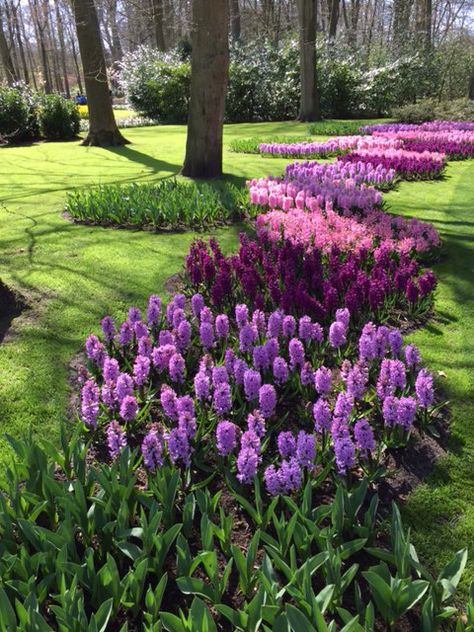 Beautiful Fragrance, hyacinths Hyacinth Garden Ideas, Hyacinth Garden, Hyacinths Garden, Colorful Landscaping, Fall Garden Vegetables, Recycled Garden, Garden Wedding Decorations, Garden Bulbs, Low Maintenance Garden