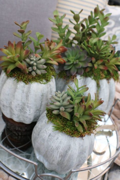 Exterior Halloween Decorations, Pumpkin Planters, Concrete Pumpkins, Pumpkins Ideas, Diy Pumpkins Crafts, Pumpkin Planter, Succulent Centerpieces, Beautiful Pumpkins, Foam Pumpkins