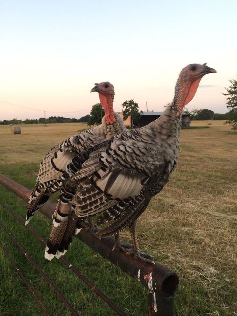 Narragansett turkeys, 4 months old, MyChickSheila on backyardchickens.com Narragansett Turkey, Turkey Breeds, Farming Land, Mountain Property, Turkey Bird, Coop Ideas, Farming Business, 4 Months Old, Guinea Fowl