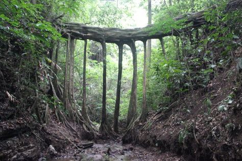 Root Bridges - Monteverde Tree Bridge, Weird Nature, Root Bridge, Bare Root Trees, Tree Roots Above Ground, Giant Trees Forest, Huge Trees Forest, Giant Sequoia Trees, Weird Trees