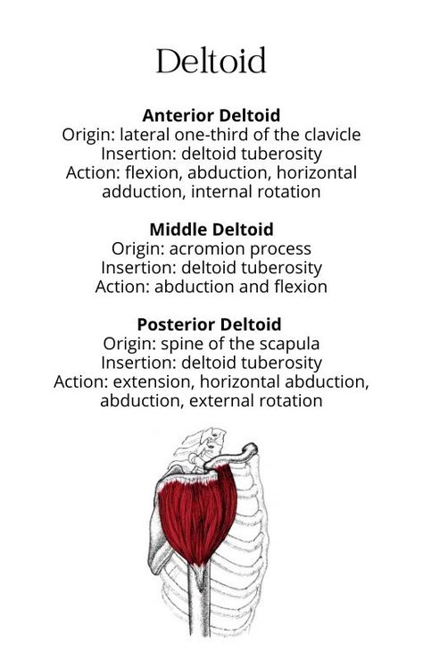 muscle anatomy bony structure studying deltoid chart origin insertion action innervation athletic training physical therapy nursing doctor healthcare health professions physiology school Muscle Chart Anatomy, Muscle Chart, Deltoid Muscle, Physical Therapy School, Human Muscle Anatomy, Physical Therapy Student, Anatomy Bones, Massage Therapy Techniques, Basic Anatomy And Physiology