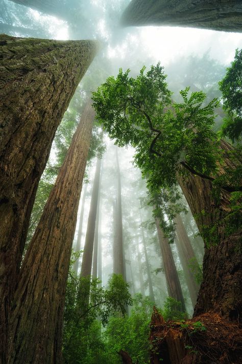 California Redwoods Red Woods California, Nature Photographers, California Redwoods, Redwood Forest, Nature Photographs, Most Popular, Forest, California, Photographer