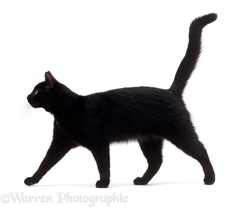 Photograph of Black cat, Rosie, walking profile. Rights managed white background image. Cat Walking, Cat Anatomy, Cat Profile, Frida Art, Cat Reference, Black Cat Art, Cat Pose, Most Beautiful Cat Breeds, A Black Cat