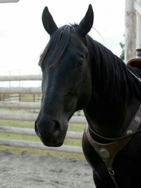 Spartan is my favorite horse in Heartland Watch Heartland, Heartland Cbc, Heartland Quotes, Heartland Amy, Heartland Ranch, Heartland Tv Show, Heartland Cast, Heartland Tv, Black Horses