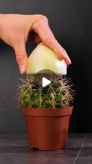 5-Minute Crafts on Instagram: "Unexpected ways of using onions in everyday life! 🧅   #lifehacks #dfidyouknow #tipsandtricks #onionhacks" 5 Minutes Craft, 27 Life Hacks, Smart Cleaning, Hack My Life, 5 Min Crafts, Everyday Hacks, Household Tips, Diy Hacks, Kitchen Hacks