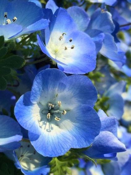 Blue Flower Pictures, Very Beautiful Flowers, Blue And Purple Flowers, Blue Garden, Flower Therapy, Beautiful Bouquet Of Flowers, Pretty Plants, Beautiful Flowers Pictures, Bird Pictures