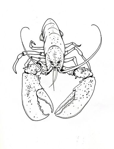 Shrimp Character, Lobster Sketch, Sea Sketches, Lobster Drawing, Lobster Tattoo, Lobster Illustration, Lobster Sandwich, Dan Flavin, Building Drawing