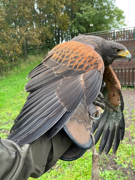 Bird Wings Photography, Falconry Aesthetic, Hawk Reference, Wing Reference, Hawk Wings, Harris Hawk, Raptors Bird, Hawk Bird, Animal Study