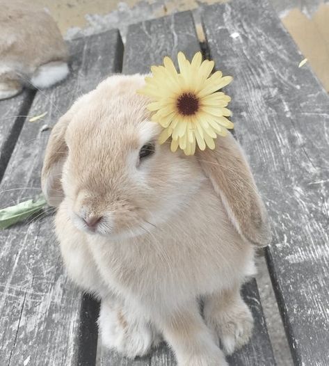 Yellow Bunny Aesthetic, Soft Bunny Aesthetic, Cute Bunny Aesthetic, Bunny Moodboard, Bunnies Aesthetic, Adorable Rabbits, Aesthetic Bunny, Yellow Stuff, Bunny With Glasses