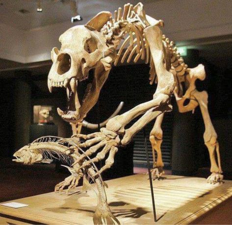 Fossil skeleton of a prehistoric cave bear (Ursus spelaeus) catching fish. Such bears lived between 200,000 to 20,000 years ago. Prehistoric Mammals, Animal Skeleton, Dragon Bones, Skull Reference, Skeleton Anatomy, Cave Bear, Animal Skeletons, Fossil Bones, Dinosaur Skeleton