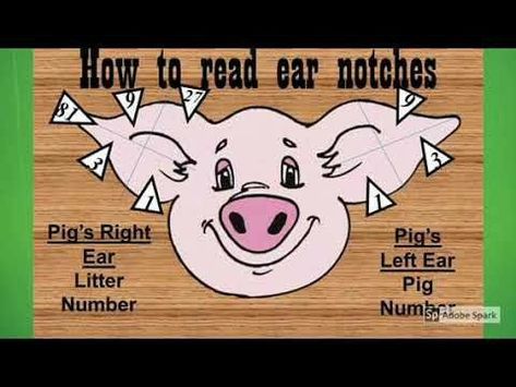 Pig Ear Notches, 4 H Clover, Ag Science, Livestock Judging, Ag Education, Pig Showing, Raising Pigs, Pig Pen, Teacup Pigs