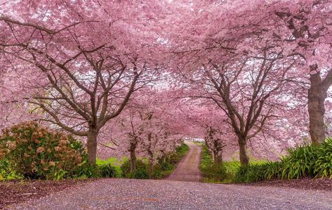 Flower Trees, Travel Creative, Pink Trees, Fish Tanks, Japanese Cherry Blossom, Laptop Wallpaper, Flowering Trees, Cherry Blossoms, Fish Tank