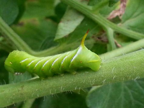 Tomato horn worm. Garden Stuff, Horn, Things To Do, Stuffed Peppers, Plants