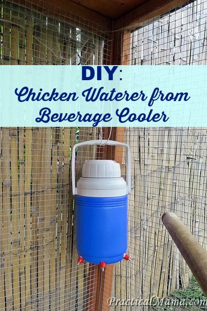 DIY: Chicken Waterer from Beverage Cooler