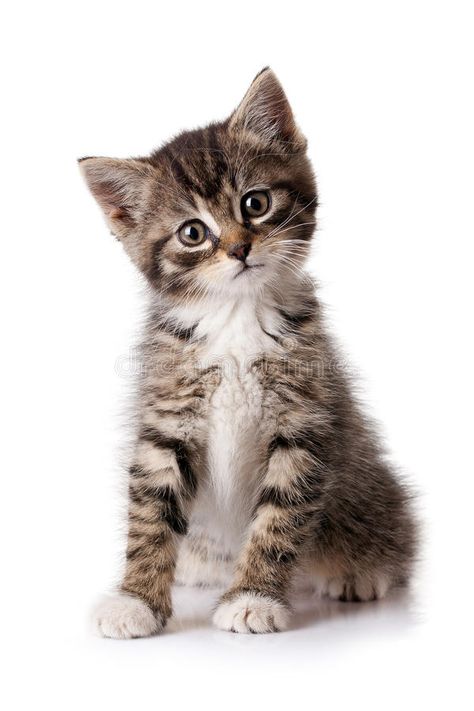 Burmese Kittens, Flea Shampoo For Cats, Teacup Cats, Herding Cats, Kitten Images, Fluffy Kittens, Cat Stock, Image Chat, Kinds Of Cats