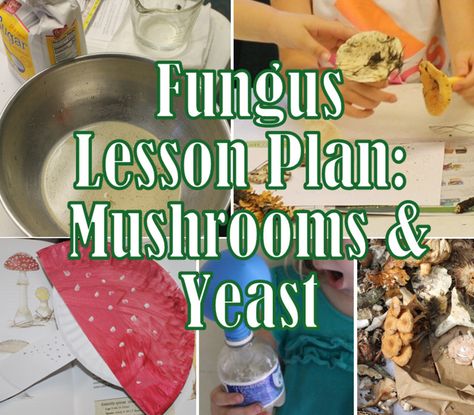 Observe mushrooms, learn their parts, taste mushrooms, learn how they reproduce, create a mushroom craft, create dough, blow up a balloon using yeast, and more in this fun, hands-on lesson plan on the fungi kingdom. Children's book list on mushrooms is included. Geared toward elementary & preschool. Mushroom Activities, Mushroom Activity, Mushroom Kindergarten, Mushroom Activities For Kids, Mushroom Lesson Plan, Mushroom Farm, Mushroom Unit Study, Mushroom Unit Study Free, Edible Fungi Chart