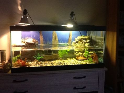 Aquarium Inspiration, Red Ear Slider Turtle Tank, Red Eared Slider Tank, Claire S Turtle, Turtle Tanks, 960 720 Pixels, Earred Slider, 600 450 Pixels, ... Red Eared Slider Tank, Turtle Setup, Aquatic Turtle Habitat, Red Ear Slider, Turtle Tank Setup, Turtle Tanks, Turtle House, Aquarium Inspiration, Turtle Terrarium