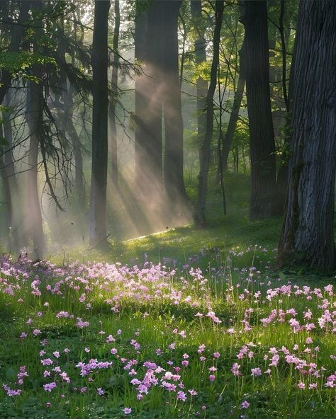 Nature Cottagecore, Flower Forest, Spring Forest, Ethereal Aesthetic, Pretty Landscapes, Mind Tricks, Forest Flowers, Nature Aesthetic, Pretty Places