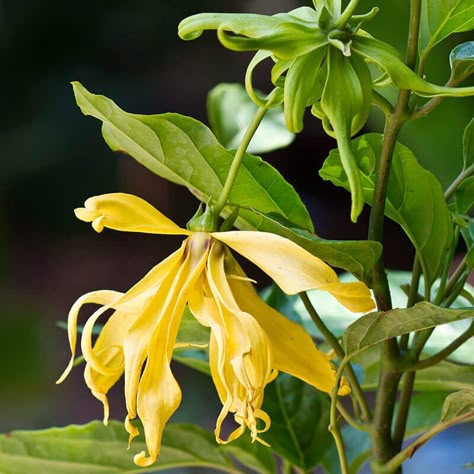 Philippine Flowers, Ylang Ylang Essential Oil Benefits, Dusting Spray, Ylang Ylang Flower, Essential Oils Collection, Lavender Water, Skin Tonic, Distillation Process, Yl Oils