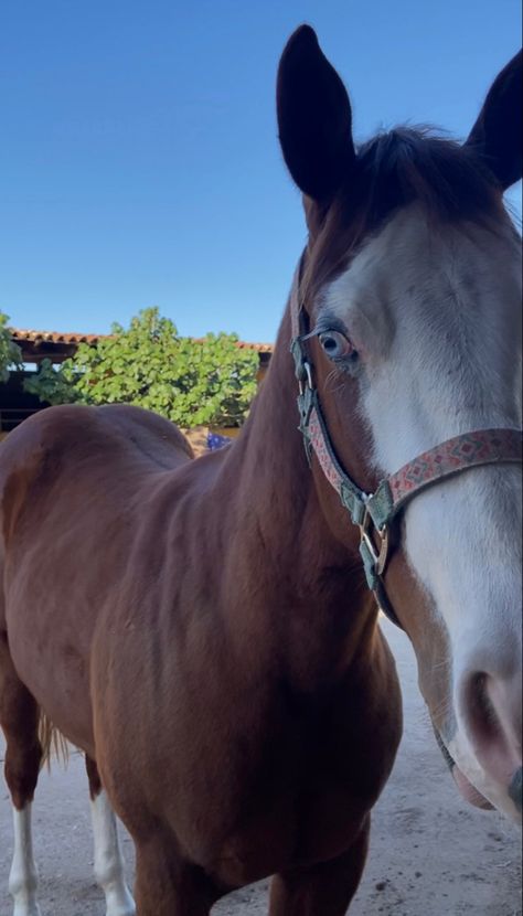 Quarter Horse Aesthetic, Nerd Girl Problems, I Have Faith, Breeds Of Horses, Horses Breeds, Horse Colors, Fake Pics, Farm Lifestyle, Horse Pics