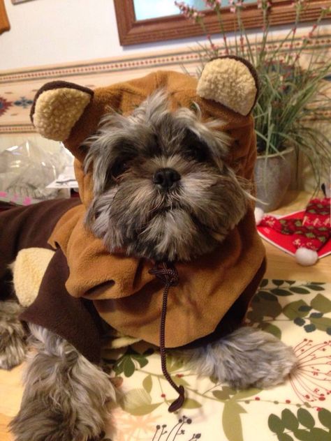 Liked his Ewok outfit so much - he wanted to wear it again! lol Ewok Outfit, Cute Dog Halloween Costumes, Ewok Costume, Pet Halloween Costumes, Dog Halloween Costumes, Dog Costumes, Dog Halloween, Dog Stuff, Shih Tzu