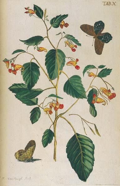 Jewelweed (Impatiens capensis Meerb.) Wild Edibles, Botanical Drawings, Art Clipart, Picture Collection, Medicinal Plants, Floral Illustrations, Pictures Images, Native Plants, Botanical Illustration